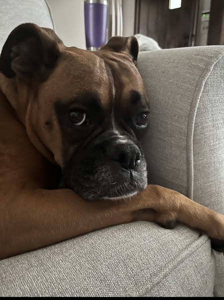 Entry image for Junior . Clicking this image will show a larger photo