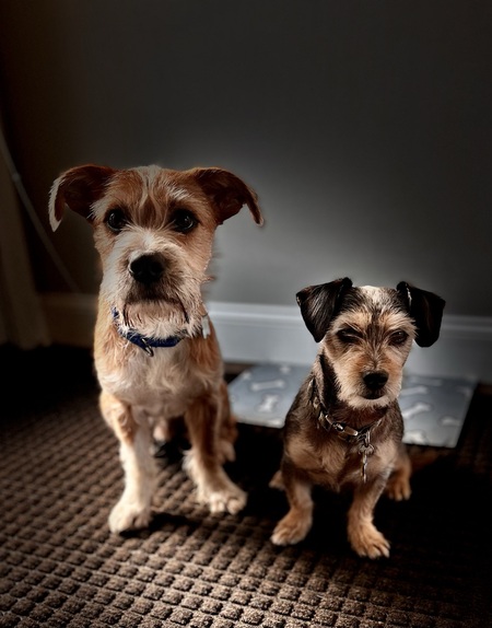 Entry image for Gordo & Lucky. Clicking this image will show a larger photo