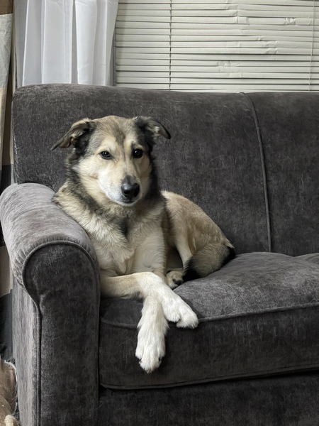 Entry image for Winston . Clicking this image will show a larger photo