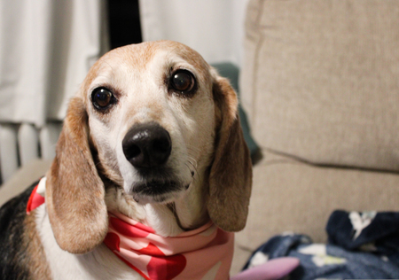 Entry image for Maggie. Clicking this image will show a larger photo