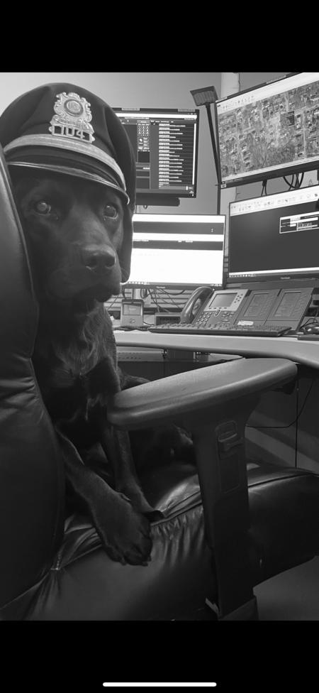 Entry image for Samy . Clicking this image will show a larger photo