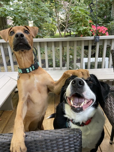 Entry image for Petey & Yeti. Clicking this image will show a larger photo