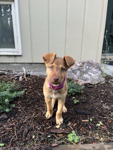 Entry image for Coco . Clicking this image will show a larger photo