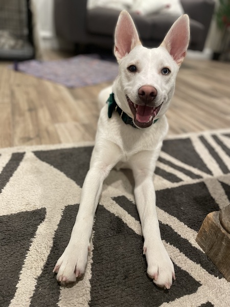 Entry image for Aspen. Clicking this image will show a larger photo