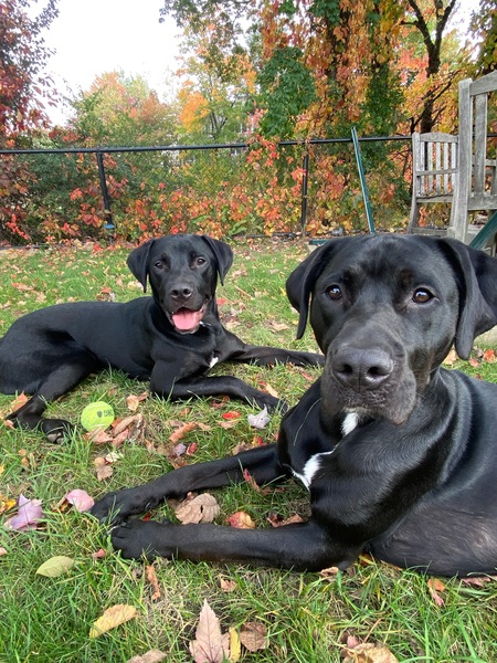 Entry image for Henry and Louie. Clicking this image will show a larger photo