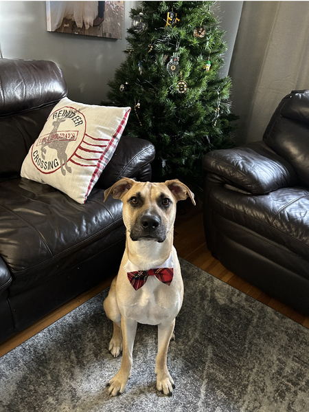 Entry image for Scooby . Clicking this image will show a larger photo