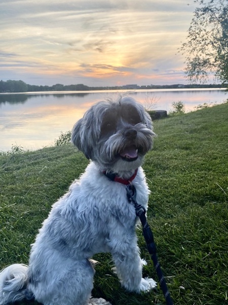 Entry image for Harry. Clicking this image will show a larger photo