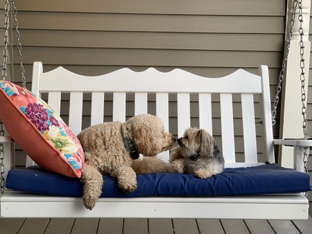 Entry image for Jax and Roxy. Clicking this image will show a larger photo