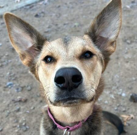 Entry image for Blue. Clicking this image will show a larger photo