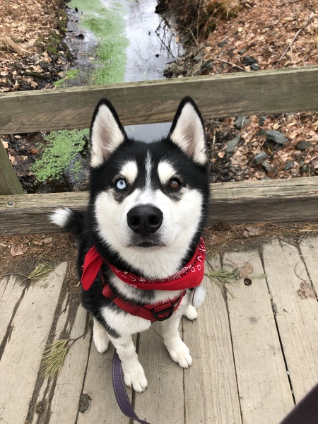 Entry image for Noki. Clicking this image will show a larger photo