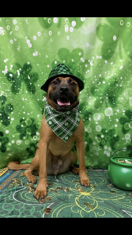 Entry image for Rex. Clicking this image will show a larger photo