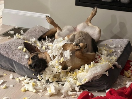 Entry image for Fern. Clicking this image will show a larger photo