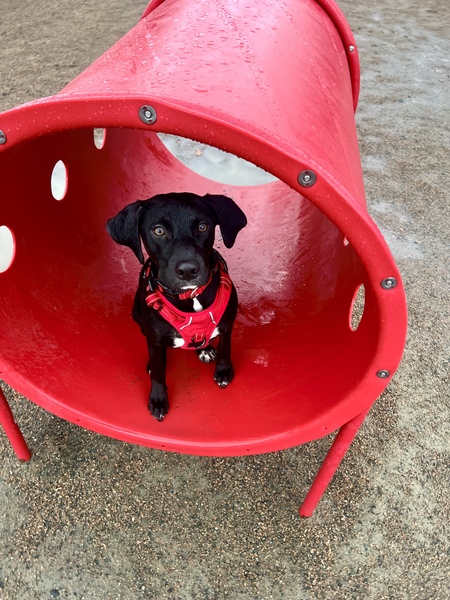 Entry image for Larry . Clicking this image will show a larger photo