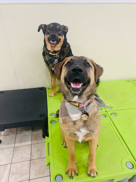 Entry image for Layla & Paisley. Clicking this image will show a larger photo