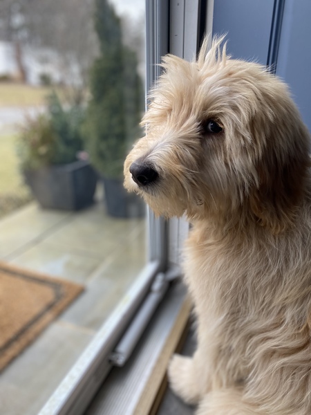 Entry image for Sully . Clicking this image will show a larger photo