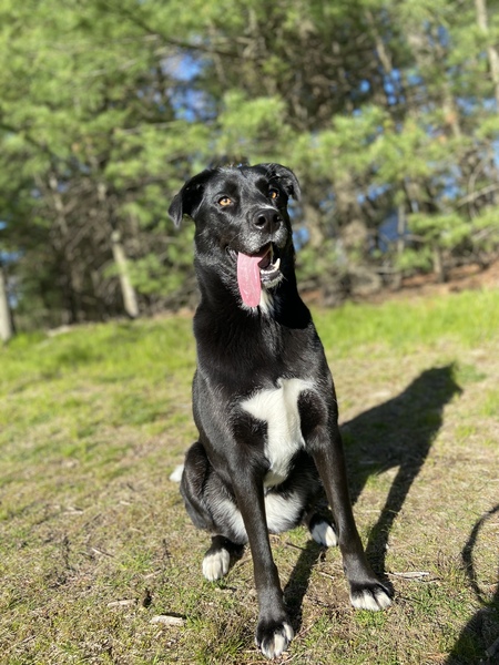 Entry image for Harley. Clicking this image will show a larger photo