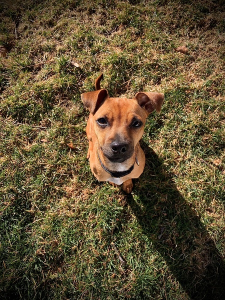 Entry image for Popper. Clicking this image will show a larger photo