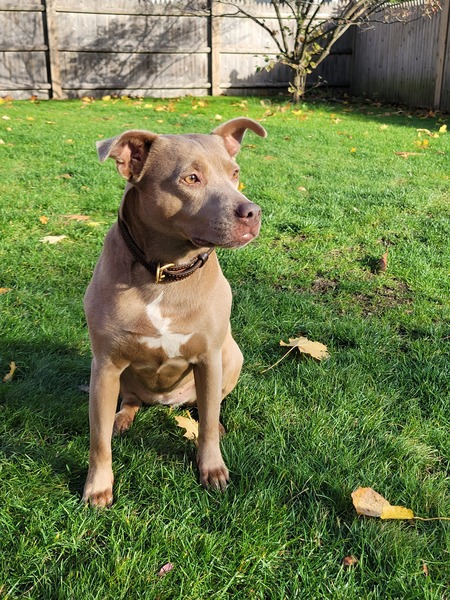 Entry image for ZOEY . Clicking this image will show a larger photo