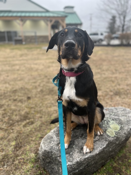 Entry image for Tilly . Clicking this image will show a larger photo