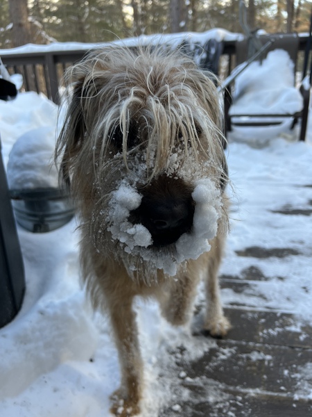 Entry image for JoJo. Clicking this image will show a larger photo