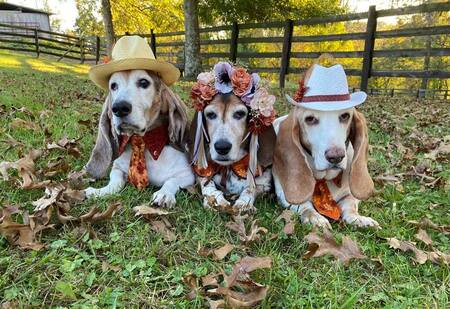 Jake,  DixieBelle and Shorty