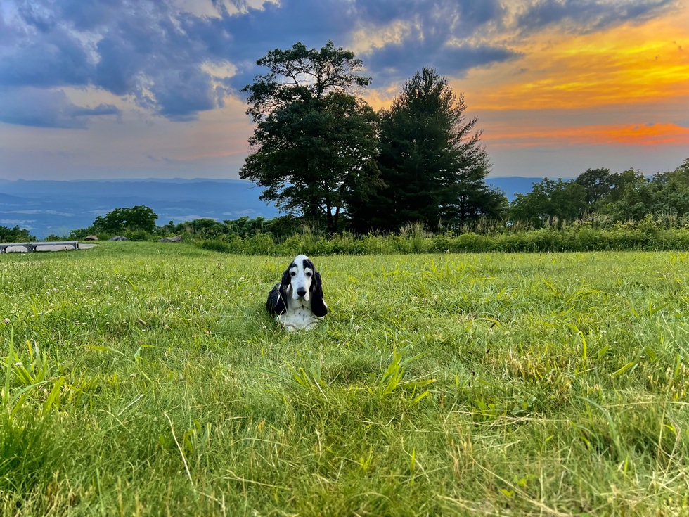 Vote for BROOD 2024 Calendar Contest
