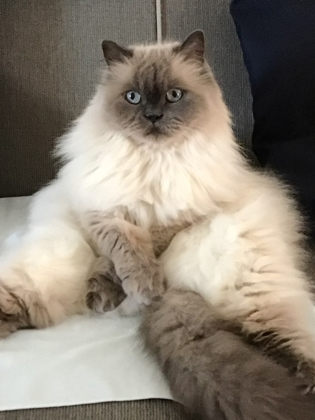 Miko
