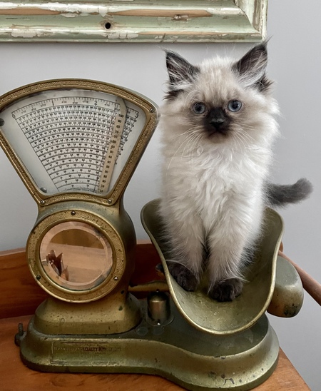 Louie