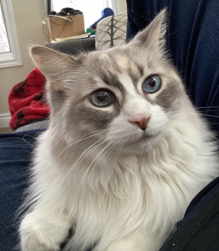 Opal