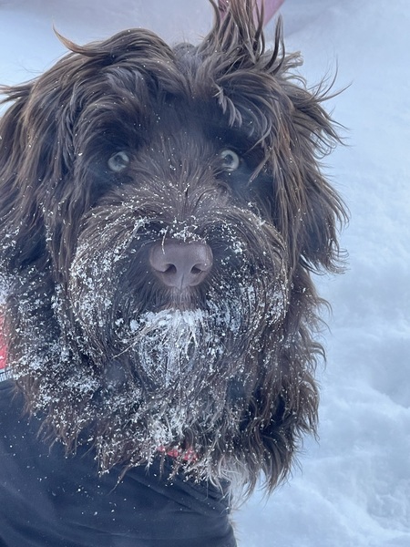 Finnegan 