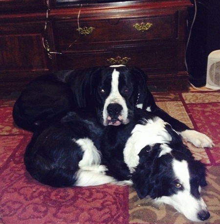 Grizzly & Bear