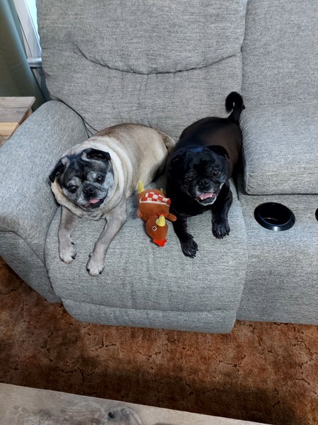 Samson & Junior 