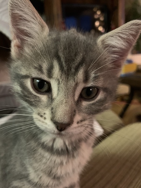 Harley