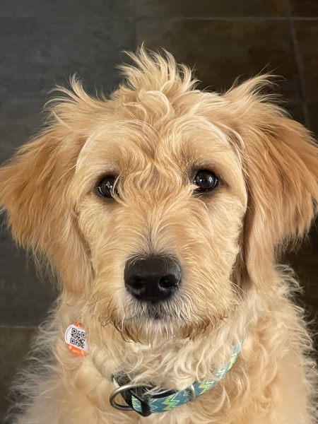 Willow