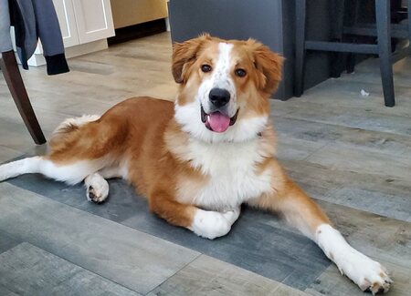 Hank