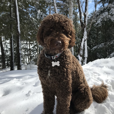 Hazel