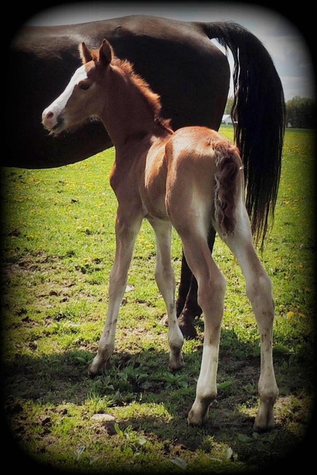 Morgan foal