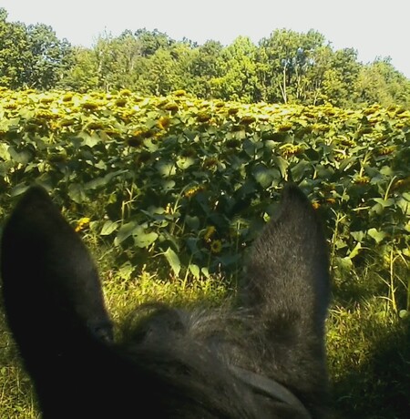 Birchbeer 
