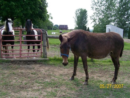 Whiskey, Wind Dancer, Daisy 