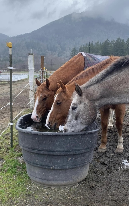 From top to bottom:  Dageus, Abe, Apache