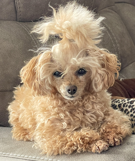 Trixie