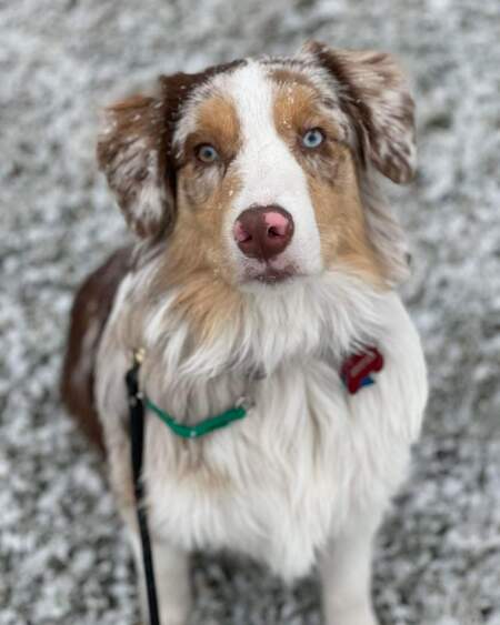 Cooper
