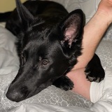 Entry image for Koda
