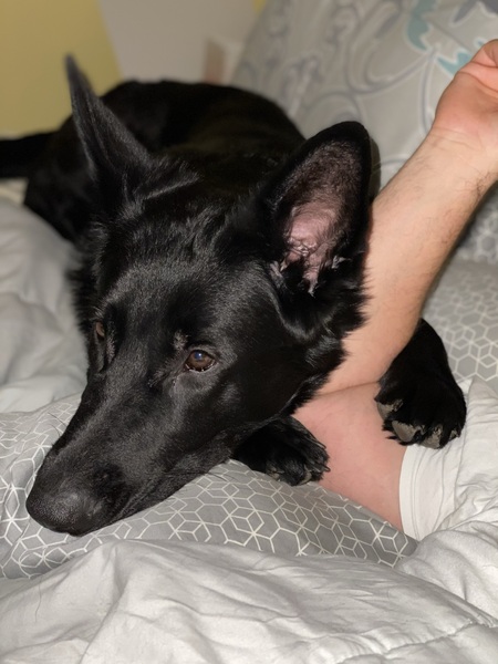 Entry image for Koda. Clicking this image will show a larger photo