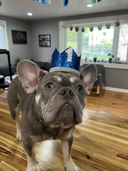 Entry image for Lenny. Clicking this image will show a larger photo