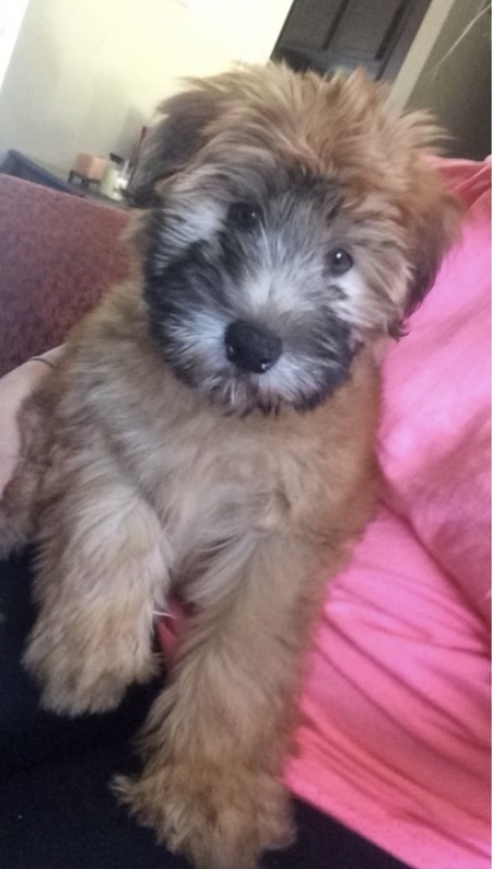 Entry image for Bentley . Clicking this image will show a larger photo