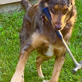 Entry image for Buddy