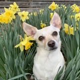 Entry image for Yogi 