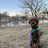 Entry image for Misa