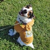 Entry image for Scout